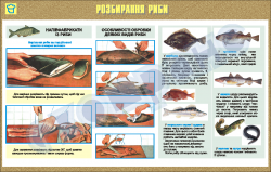 Плакат "Разборка рыбы"