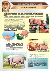 Плакат «Випасання свиней» 1140111