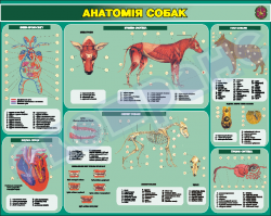 Анатомия собак