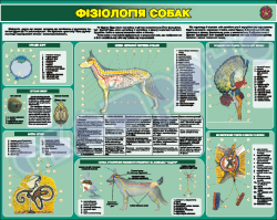 Физиология собак